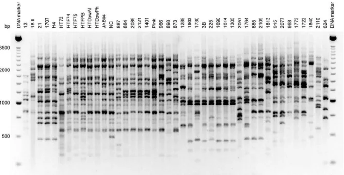 Figure 1 - Example of ethidium bromide-stained AFLP reaction products electrophoresed on 1.5% agarose-synergel