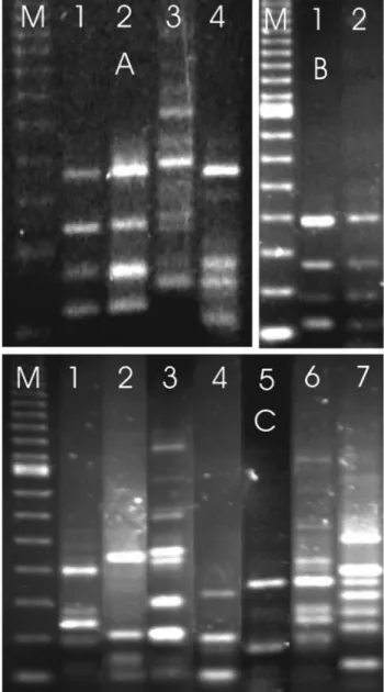Figure 1 - Amplification products generated by rDNA-PCR. A. lane 1 = P. aeruginosa PA01, lane 2 = P
