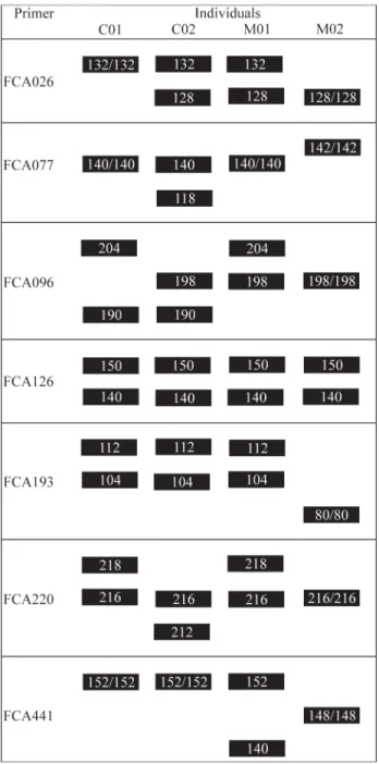 Figure 1 - Genotypes of four jaguars (Panthera onca) obtained using the FCA026, FCA077, FCA096, FCA126, FCA193, FCA220 e FCA441 primers.