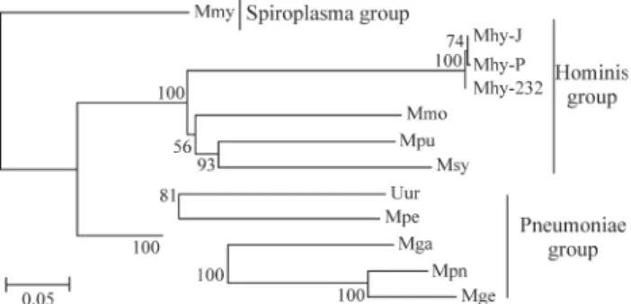 Figure 1 - Neighbour joining phylogenetic tree based on eight ribosomal genes. The bootstrap values are shown
