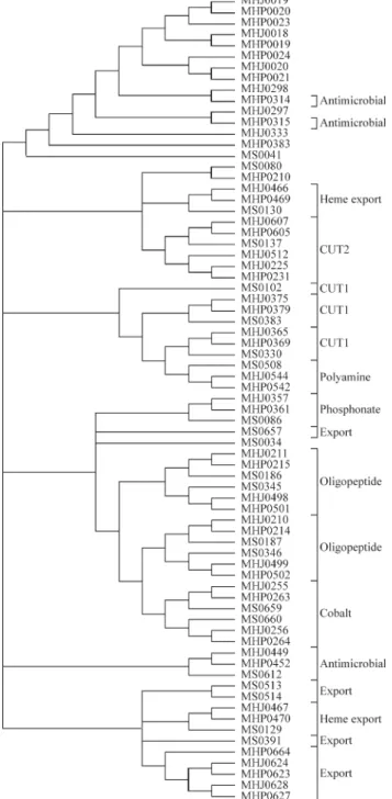 Figure 2 - Phylogenetic tree reconstructed with the nucleotide sequence of ATP-binding domains from the three strains of this study