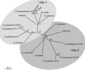 Figure 2 - Phylogenetic tree illustrating the relationships of L33 proteins.