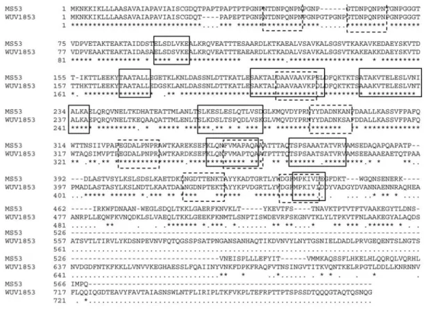 Figure 2 - Schematic representation of VlhA protein of M. synoviae 53 strain. Signal peptide region (SP) comprises amino acids from M 1 to D 28 