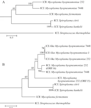 Figure 4 - Phylogenetic analysis of the ICE elements and TraE genes A: