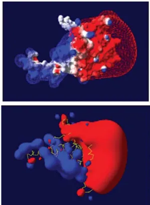 Figure 2 - Distribution of electrostatic potential of MsRecA protein: posi- posi-tive charges (red) and negaposi-tive charges (blue) are shown.