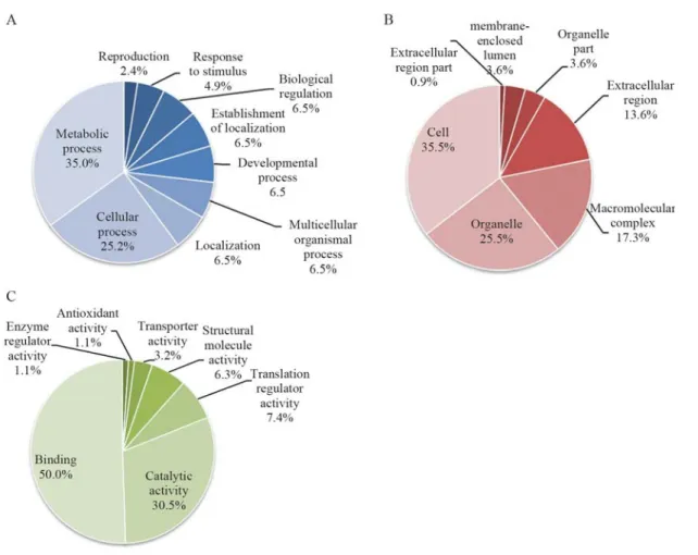 Figure 1 - The percent distribution of nucleotide sequences in the SSH ovarian cDNA library of P