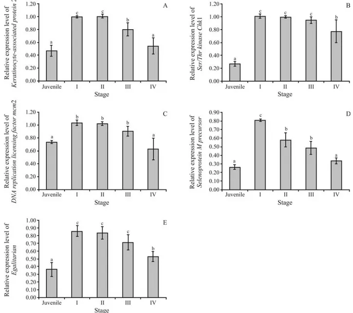 Figure 3 - Histograms showing relative expression levels of keratinocyte-associated protein 2 (A), Ser/Thr Chk1 (B), DNA replication licensing factor mcm2 (C), selenoprotein M precursor (PmSePM; D) and egalitarian (E) in different ovarian developmental sta