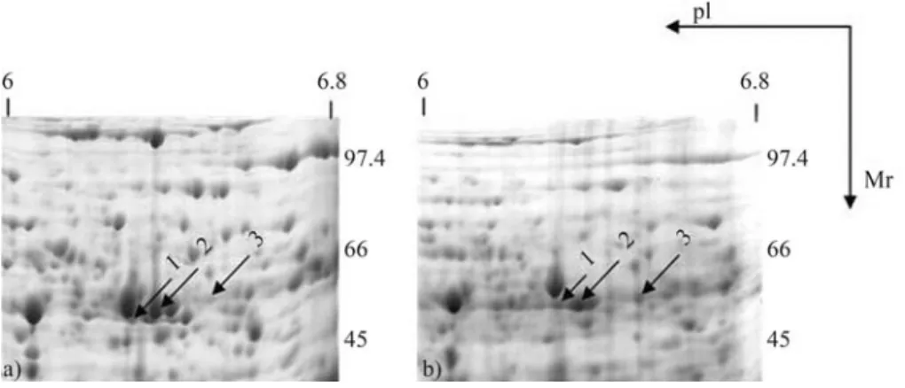 Figure 9 - Semi-quantitative RT-PCR of UGDH transcript accumulation of the cambial region from 3- and 22-year-old E