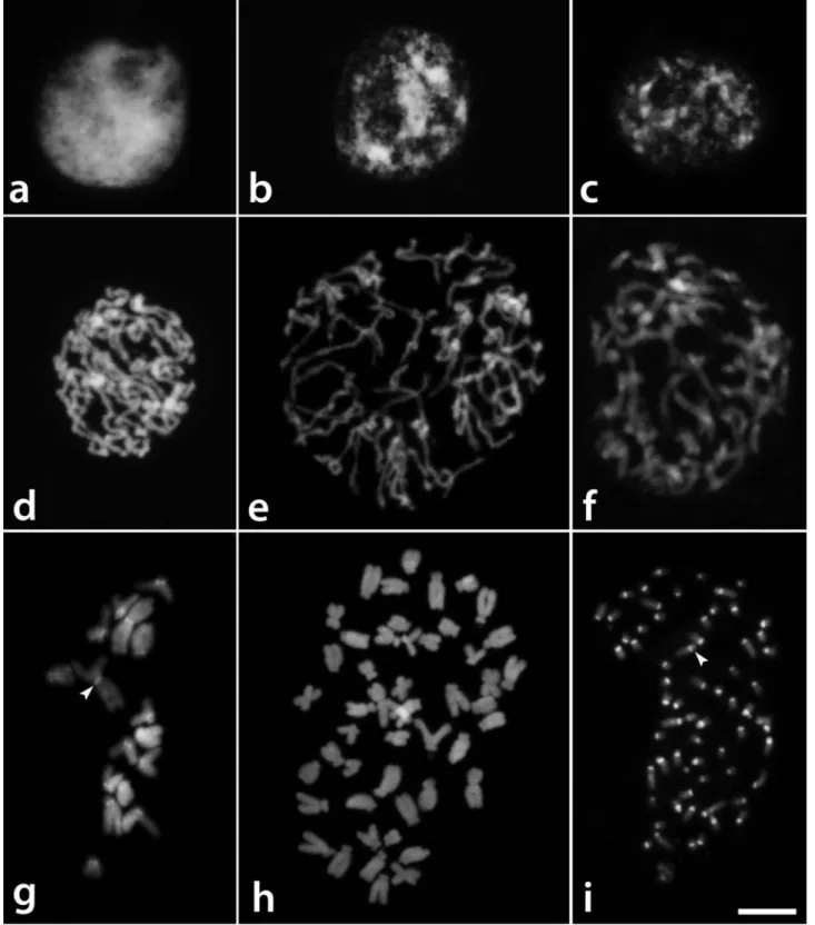 Figure 1 - DAPI stained cells of Tripogandra species showing the interphase nuclear structure (a-c), the prophase chromosome condensation patterns (d-f), and the metaphase chromosomes (g-i)