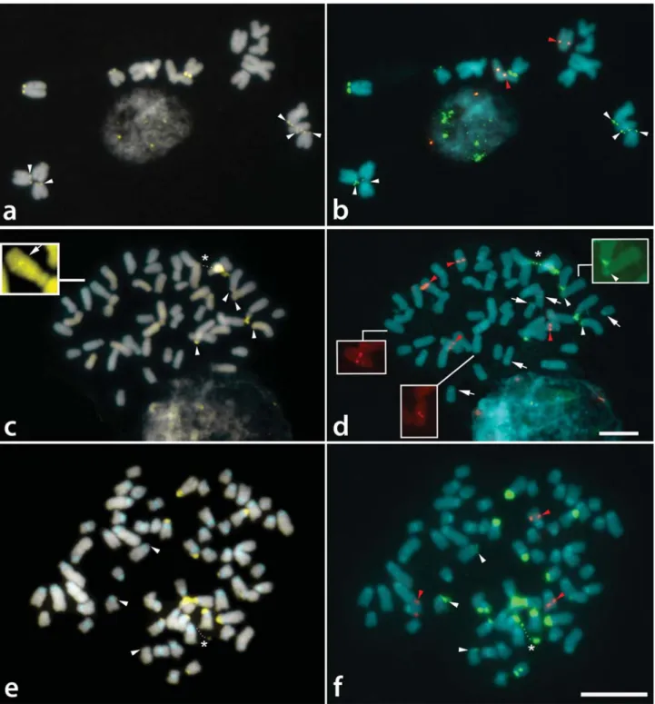 Figure 2 - Distribution of CMA/DAPI bands (a, c, e) and rDNA sites (b, d, f) in Tripogandra species