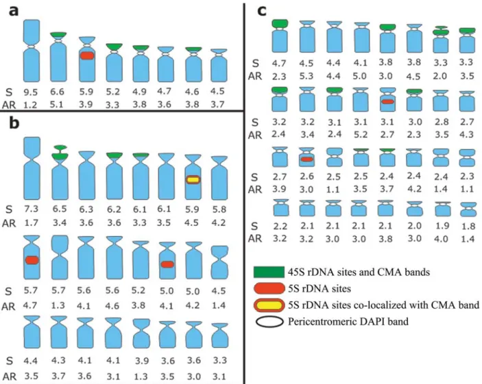 Figure 3 - Idiograms of the three species of Tripogandra analyzed, including chromosome size in mm (S), arm ratio (AR), distribution of rDNA sites, and CMA and DAPI bands