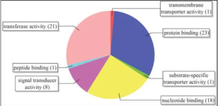 Figure 3 - Distribution of GO terms in the Molecular Function category, level 3.