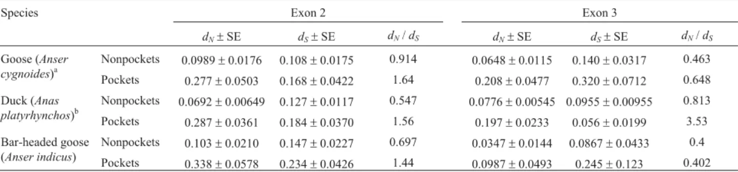 Table 2 - Comparison of synonymous (d S ) and nonsynonymous (d N ) substitution rates in exon 2 and exon 3 (encoding a 1 and a 2 domains separately) of MHC class I heavy chain among three Anseriformes birds: goose, duck and bar-headed goose (our study).