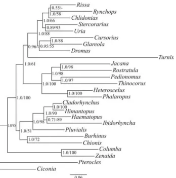 Figure 1 - Consensus Bayesian tree derived from the anatomical data set.