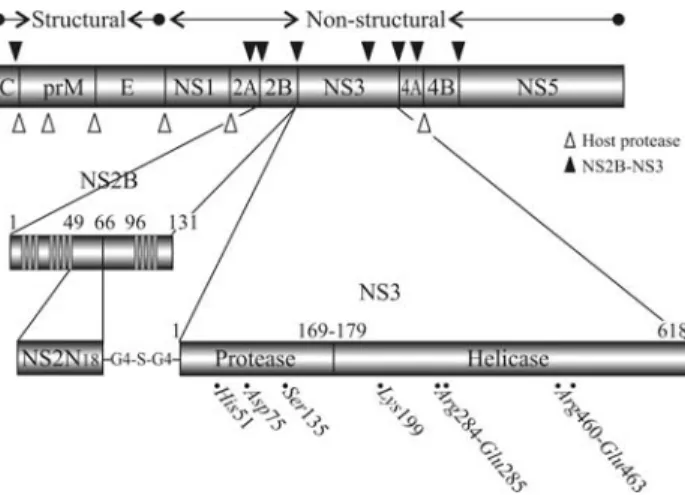 Figure 1 - Schematic representation of the flaviviviral polyprotein with the cleavage sites processed by NS2B-NS3pro indicated by arrows