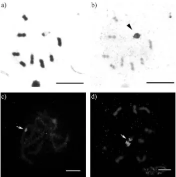 Figure 3 - Meiotic cells from Astylus antis: a. metaphase I cell stained with Giemsa, 2n = 8II+Xyp; b