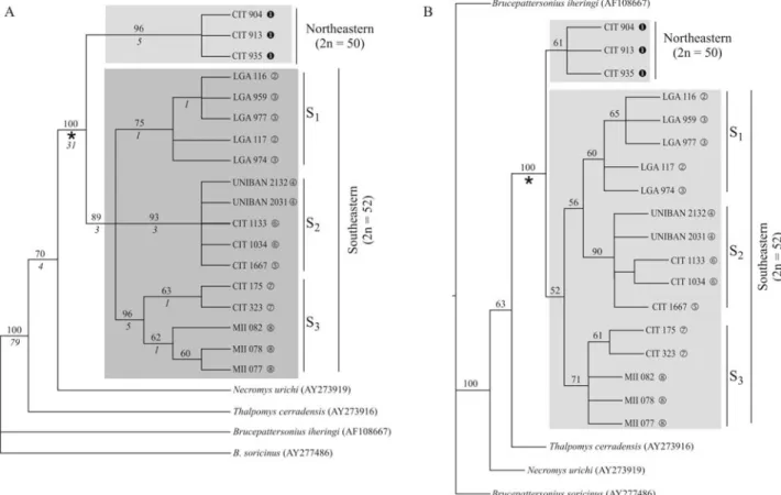 Figure 2 - Phylogenetic reconstructions for 18 Thaptomys specimens, besides outgroups