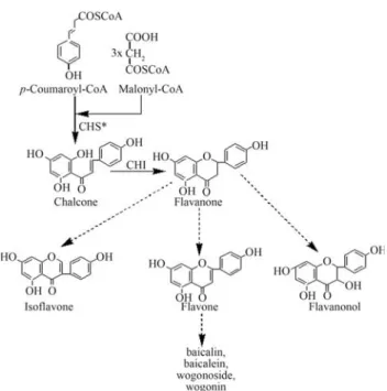 Figure 1 - Flavonoid biosynthetic pathway in Scutellaria cells.