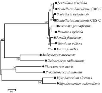Figure 4 - Phylogenetic analysis of plant and bacterial CHS. The phylo- phylo-genetic tree was constructed by the Neighbor-Joining method (based on 1000 bootstrap replicates) using MEGA3 software; the bootstrap values are shown on the branches