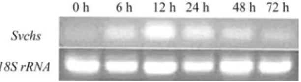 Figure 6 - Expression profile of Svchs following exposure to MeJA for different lengths of time