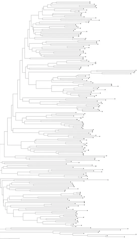 Figure 2 - Phylogenetic analysis of the NBS genes in the Sorghum bicolor genome based on the amino acid sequences in the NBS domain