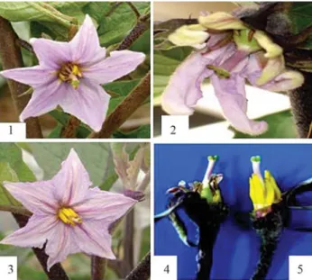 Figure 4 - Testing the viability of pollen from a Barnase transgenic plant(B 3 ) and a non-transgenic plant