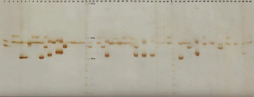 Figure S1- SSR IAC-Hv72 electrophoretic profile of rubber tree  genotypes on 6% polyacrilamide gel;  Lane  L  = 10 bp ladder marker; 1-60 =  Genotype identification as referred in Table 1