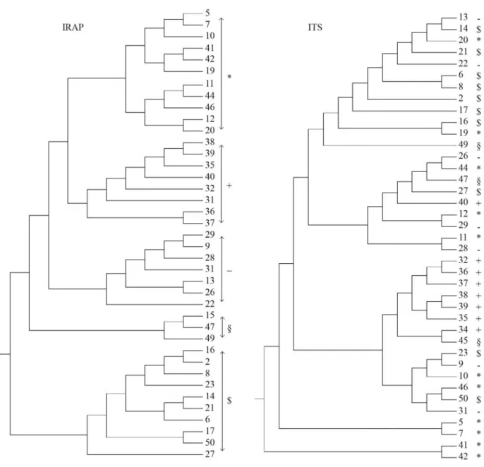 Figure 2 - UPGMA dendrogram of 39 P. graminea isolates showing the agreement in clusters obtained by IRAP and ITS-RFLP markers