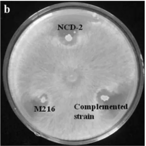 Figure 2 - Inhibition by B. subtilis NCD-2 wild-type and its derivative strains of in vitro growth of Verticillium dahliae (a) and Rhizoctomia solani (b).