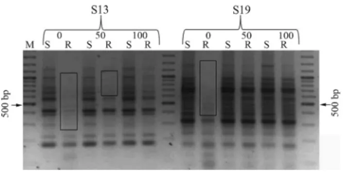 Figure 1 - RAPD results of primers S1, S7 and S10. 0, 50 and 100 represent NaCl concentrations (mM)