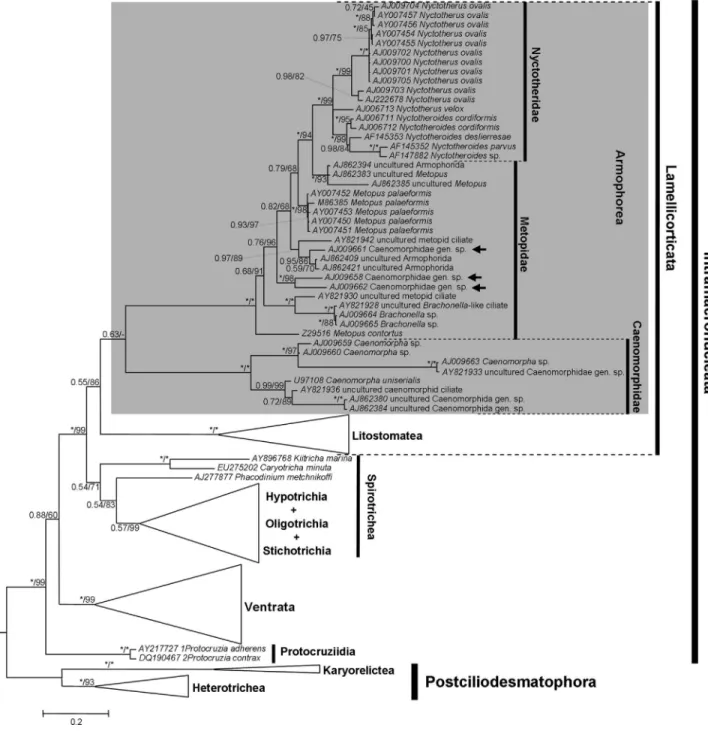Figure 3 - BI/ML tree hypothesized from the Q-score optimized alignment (-lnL = 71422.61314)