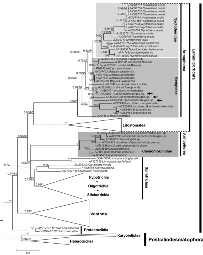 Figure 4 - BI/ML tree hypothesized from the secondary structure alignment (-lnL = 68901.83179)