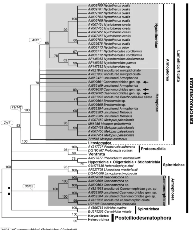 Figure 5 - Strict consensus of 10 MP cladograms obtained from the Q-score optimized alignment (CI = 0.194-0.196; RI = 0.728-0.732)