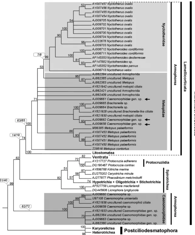 Figure 6 - Strict consensus of 10 MP cladograms obtained from the secondary structure alignment (CI = 0.193-0.195; RI = 0.622-0.686)