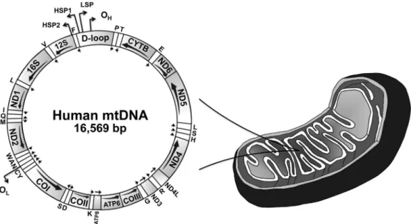 Figure 1 - Schematic representation of the human mitochondrial genome. This genome represents a typical gene content found in animal mtDNAs