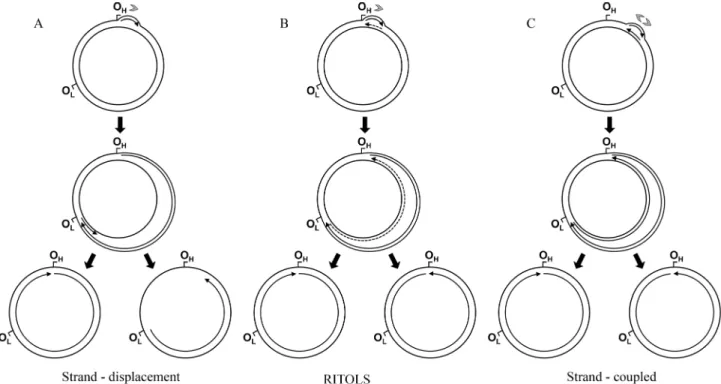 Figure 2 - Current models of mammalian mtDNA replication: the strand-displacement (A), the RNA incorporated throughout the lagging strand - -RITOLS (B), and the leading and lagging strand-coupled (C) models (see text for detailed description of the models)