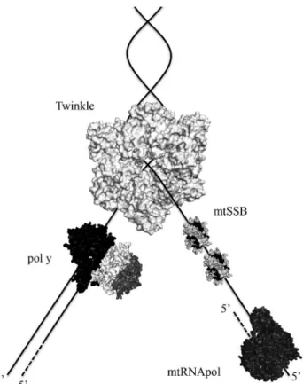 Figure 3 - Proteins at the human mtDNA replication fork. The schematic representations of the heterotrimeric polg, the homotetrameric mtSSB and the monomeric mtRNApol were created based on the crystal structure files (accession numbers 3IKM, 3ULL and 3SPA,