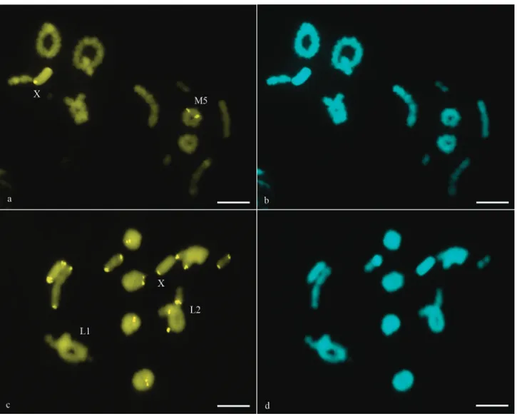 Figure 1 - CMA 3 /DA/DAPI sequential staining in R. mariajoseae (a-b) and R. nordestinum (c-d)