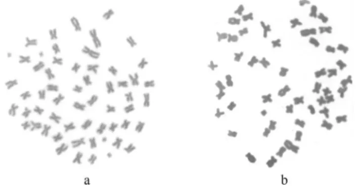 Figure 1 - Karyotypes of the five Prochilodus species analyzed in this work: (a) P. argenteus; (b) P