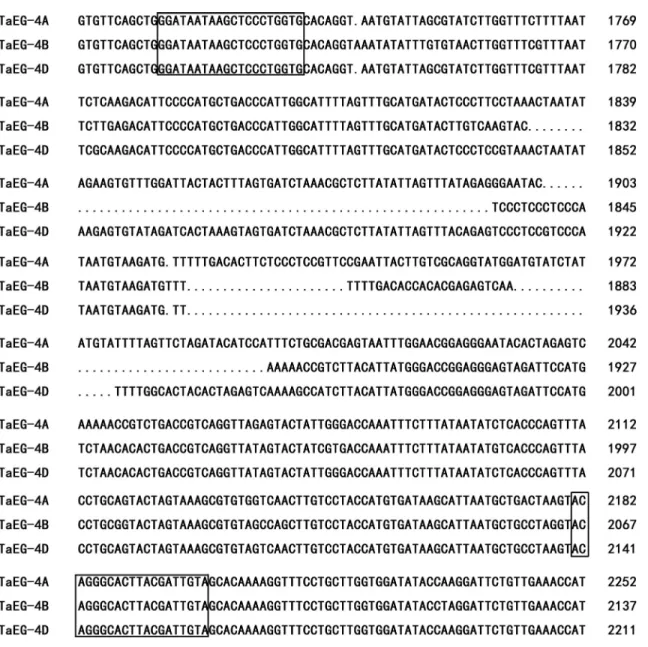 Figure 1 - Alignment of the intron III sequences of TaEG-4A, TaEG-4B and TaEG-4D. The forward and reverse TaEG-IN3 primers used for chromo- chromo-some location are boxed.