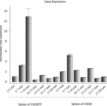 Figure 6 - TaEG expression assessed by real-time PCR. Total RNA was isolated from spikes of the near-isogenic line CM28TP and its recurrent parent CM28 at various developmental stages