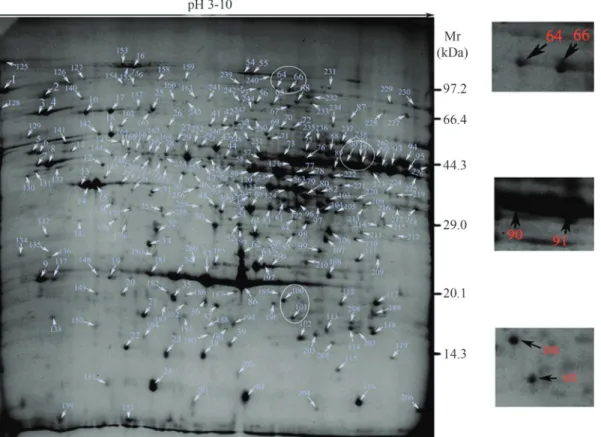 Figure 1 shows a reference 2-DE map of E. taeniura liver in which 268 spots were detected