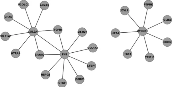 Figure 2 - Protein-protein interactions involving the three most connected proteins. Fibronectin 1 (FN1), COL2A1 and CTNNB1 were the first, second and third most connected proteins, with nine, eight and seven edges, respectively.