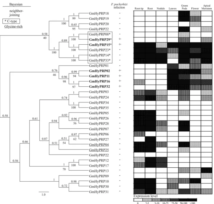 Figure 2 - Cluster analysis and expression patterns of soybean HyPRPs. Left - Bayesian cladogram of 35 soybean HyPRP proteins