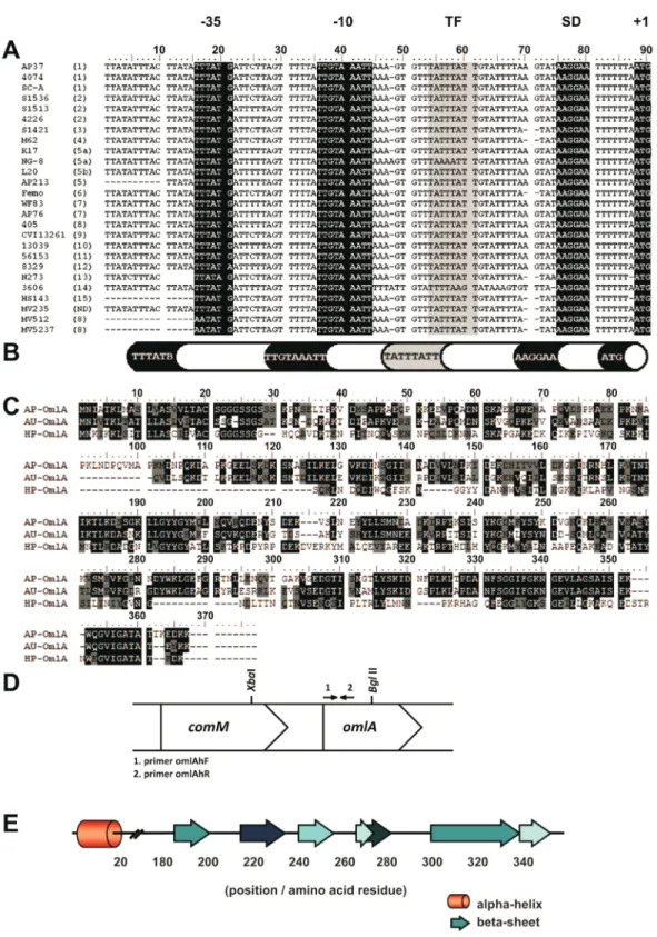Figure 1 - Characterization of the omlA gene and the OmlA protein from different Actinobacillus pleuropneumoniae serotypes
