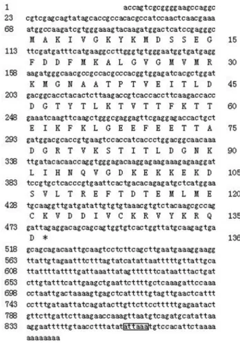 Figure 1 - Complete cDNA sequence (GenBank: JQ824129) and deduced amino acid sequence for Sp-FABP