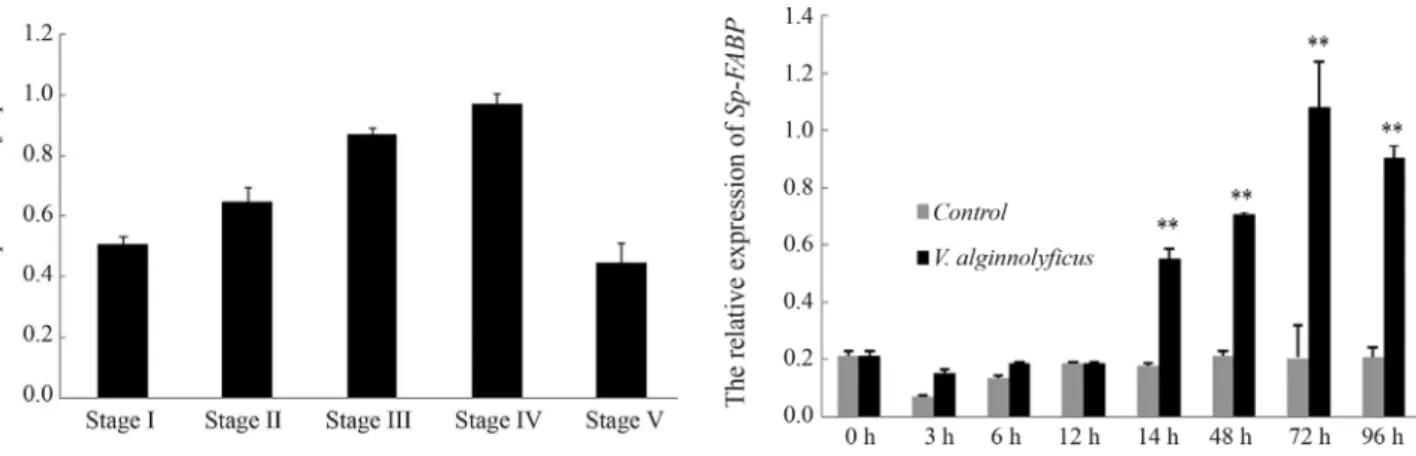 Figure 6 - Hepatopancreatic Sp-FABP expression after a bacterial chal- chal-lenge with V