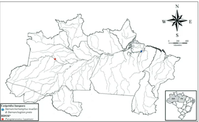 Figure 1 - Map of the collection sites of the Sternarchorhamphus muelleri, Parapteronotus hasemani and Sternarchogiton preto specimens (*Reserva de Desenvolvimento Sustentável Mamirauá, AM).