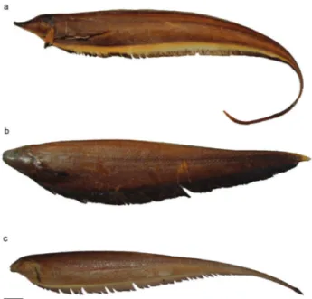 Figure 2 - Apteronotidae specimens preserved in 70% ethanol: (a) Sternarchorhamphus muelleri, (b) Parapteronotus hasemani, and (c) Sternarchogiton preto (Source: Laboratório de Citogenética – UFPA).