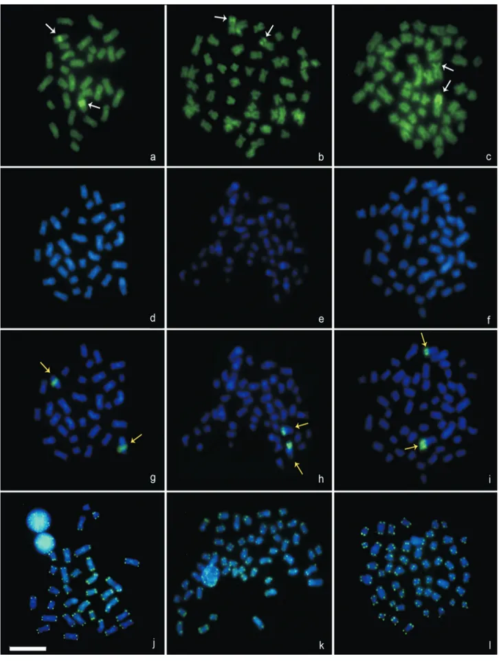 Figure 4 - Fluorescent staining of Sternarchorhamphus muelleri (first column), Parapteronotus hasemani (second column) and Sternarchogiton preto (third column) metaphases, respectively, with CMA 3 (a, b, c), DAPI (d, e, f), 18S rDNA probe (g, h, i), and te